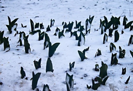 Нет, это не пингвины, это-тюльпаны!